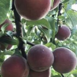 Sweet and Tasty Peaches