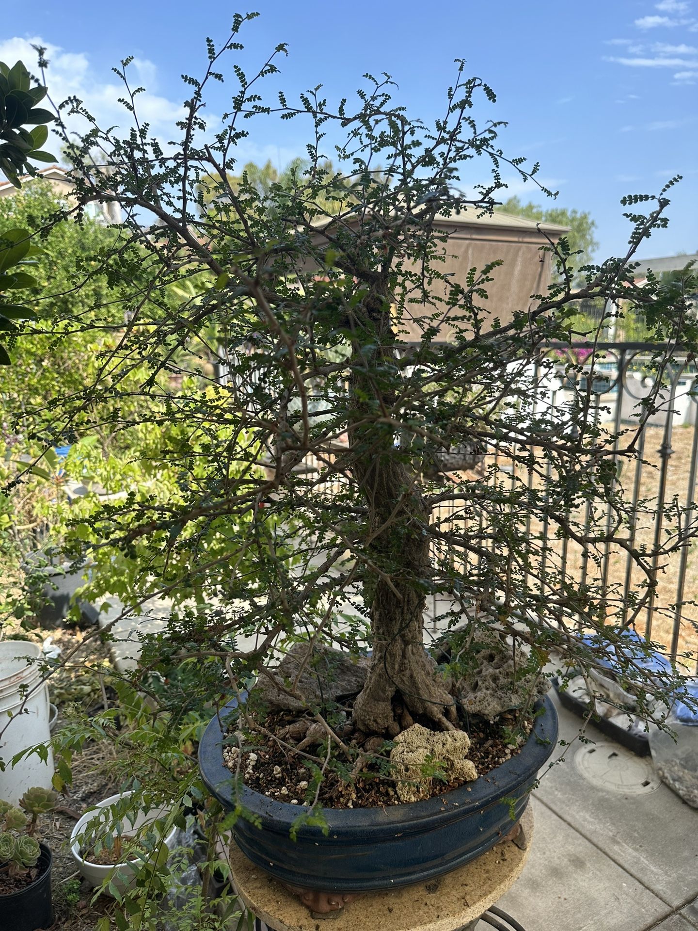 Elephant Tree Bonsai