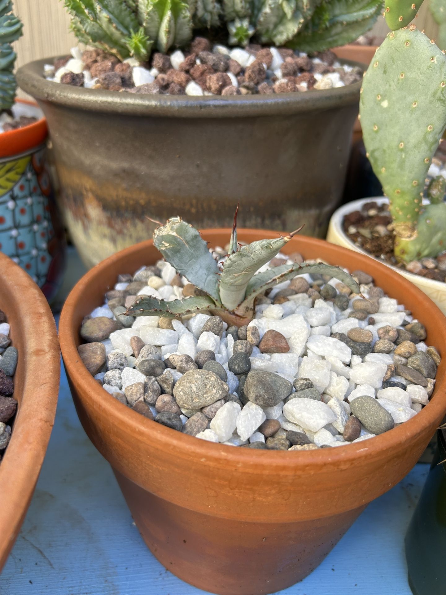 Nevada Desert Grown Agave