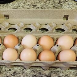 EGG'S FOR SALE