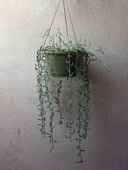 String of Bananas Hanging Succulent, Senecio Radicans,