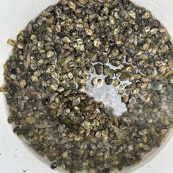 Blue Leg, Hermit, Crabs, Aquarium, Cleaning Crew.