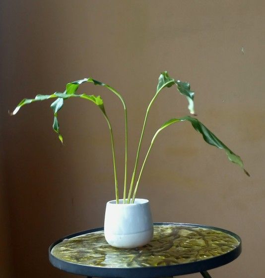 Lush Peace Lily Plant/ House Plant/ Indoor Plant Flower Patio Garden