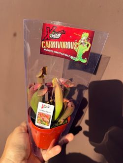 2” pitcher plant