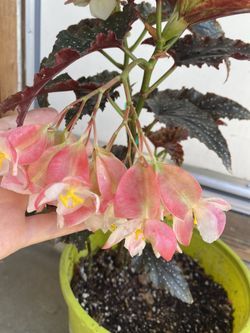 Begonia Fannie Moser Full Shade Plant, In 2 Gallons Pot Pick Up Only