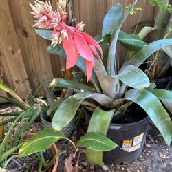 Vermillion Flowers And Plants