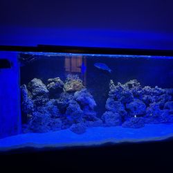 300 Gallon Saltwater Tank