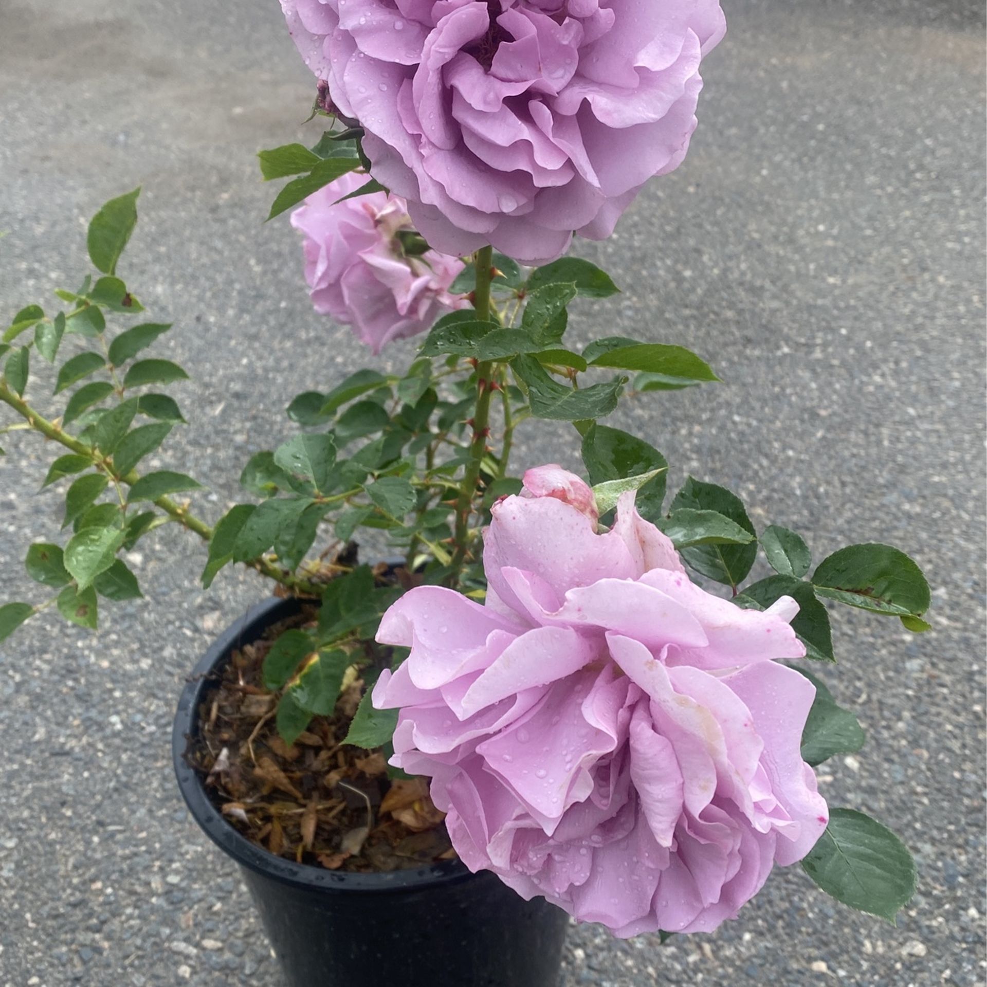 Light Purple Rose 🌹 