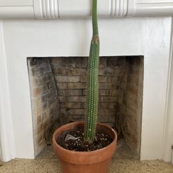 XL golden torch cactus