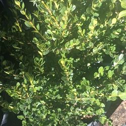 Boxwood Plants.