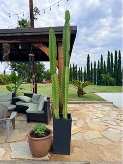 Huge cactus in pots