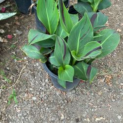 Canna Lily