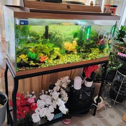 Fish Tank 