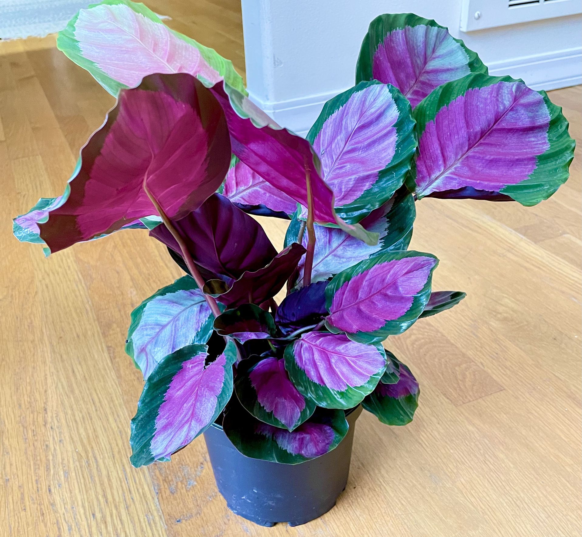 Non-Toxic Calathea Rosy Plant in 6in. Pot / Free Delivery Available 