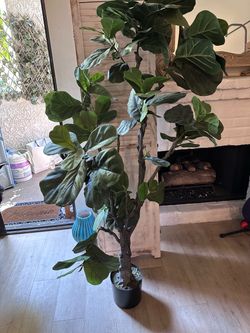 Decorative Plant