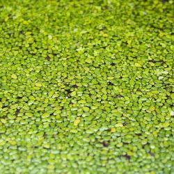 Duckweed