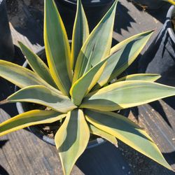 Agave Arizona Star
