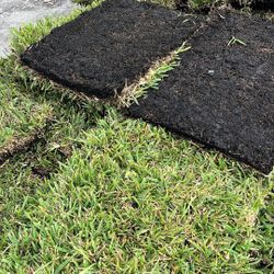 St. Augustine Sod - $225 Per Pallet