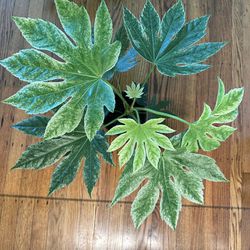 Fatsia Spiders Web Plant