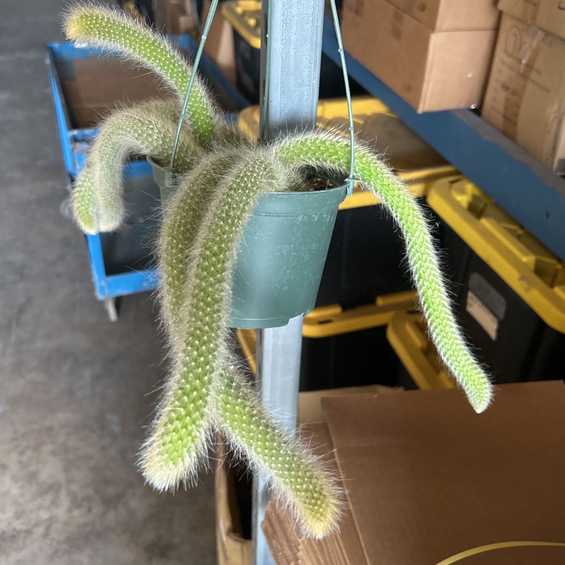 Monkey Tail 6 Inch