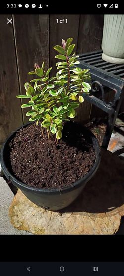 Variegated Silver Dollar Shrub in Black Pot