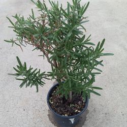 ROSEMARY food N Medicine Plants 7.00  Dlls Cheap Price 
