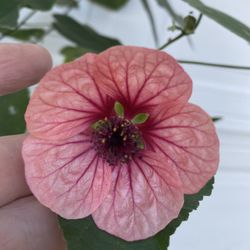 Chinese Lantern Blooming Plant, In 1 Gallón Pot Pick Up Only
