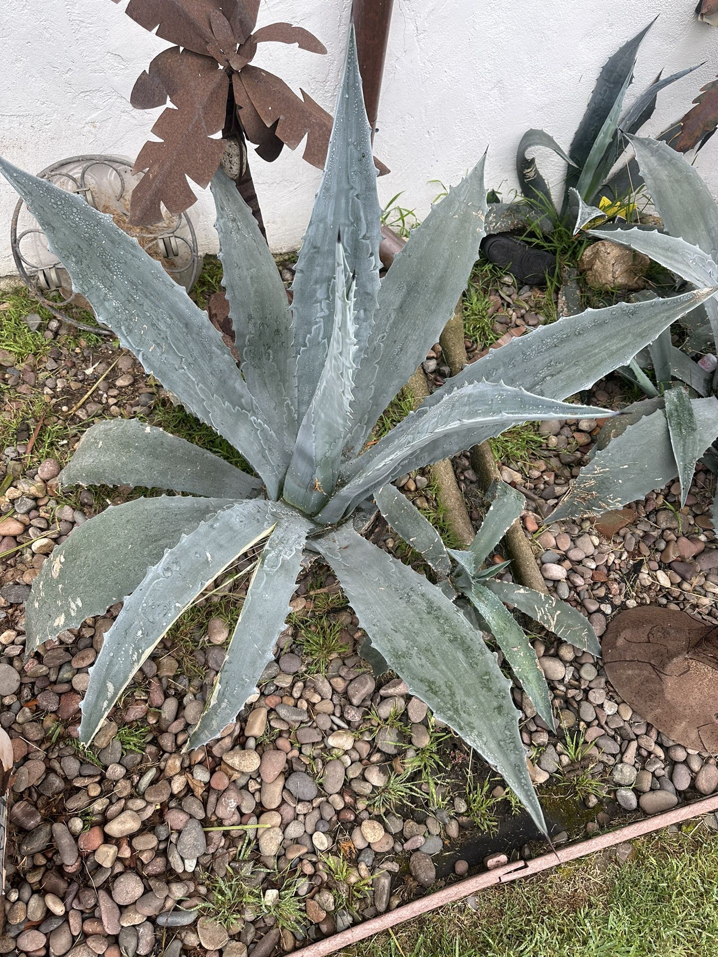 Free Agave 