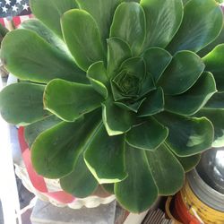 Plants , Succulents In 5 Gallon Pots , Agave Plants Aloe And More ,must Sell 