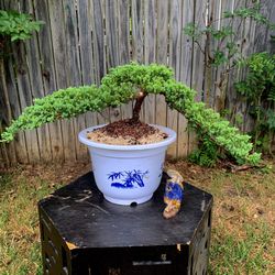 Juniper Bonsai