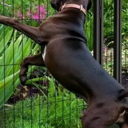 Dog Gets 