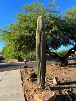 14ft Saguaro Gold Canyon 