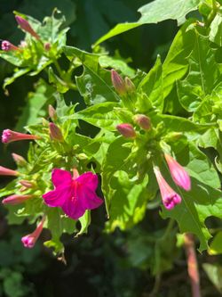 Planta