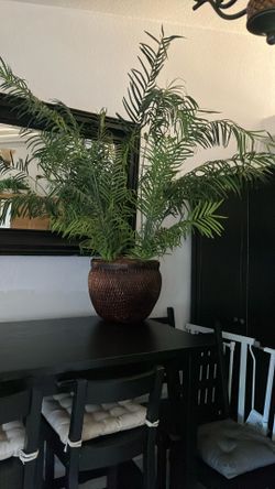 Plant