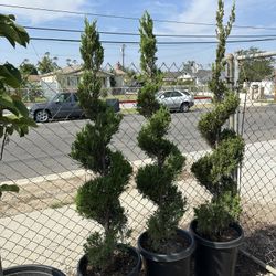 Green Juniper Spirals 