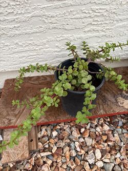 Elephant Bush Suculent