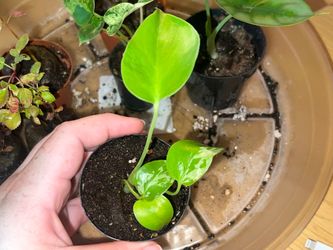 Monstera bulbasaur