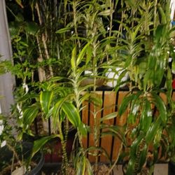 Assorted Assorted Plants Indoor And Outdoor Plants $10 To $300