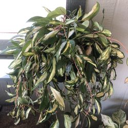 Hoya Plant 
