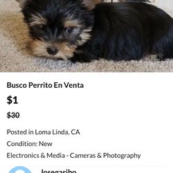  Buscó Perrito 