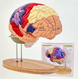Human Brain Model 3D Anatomy