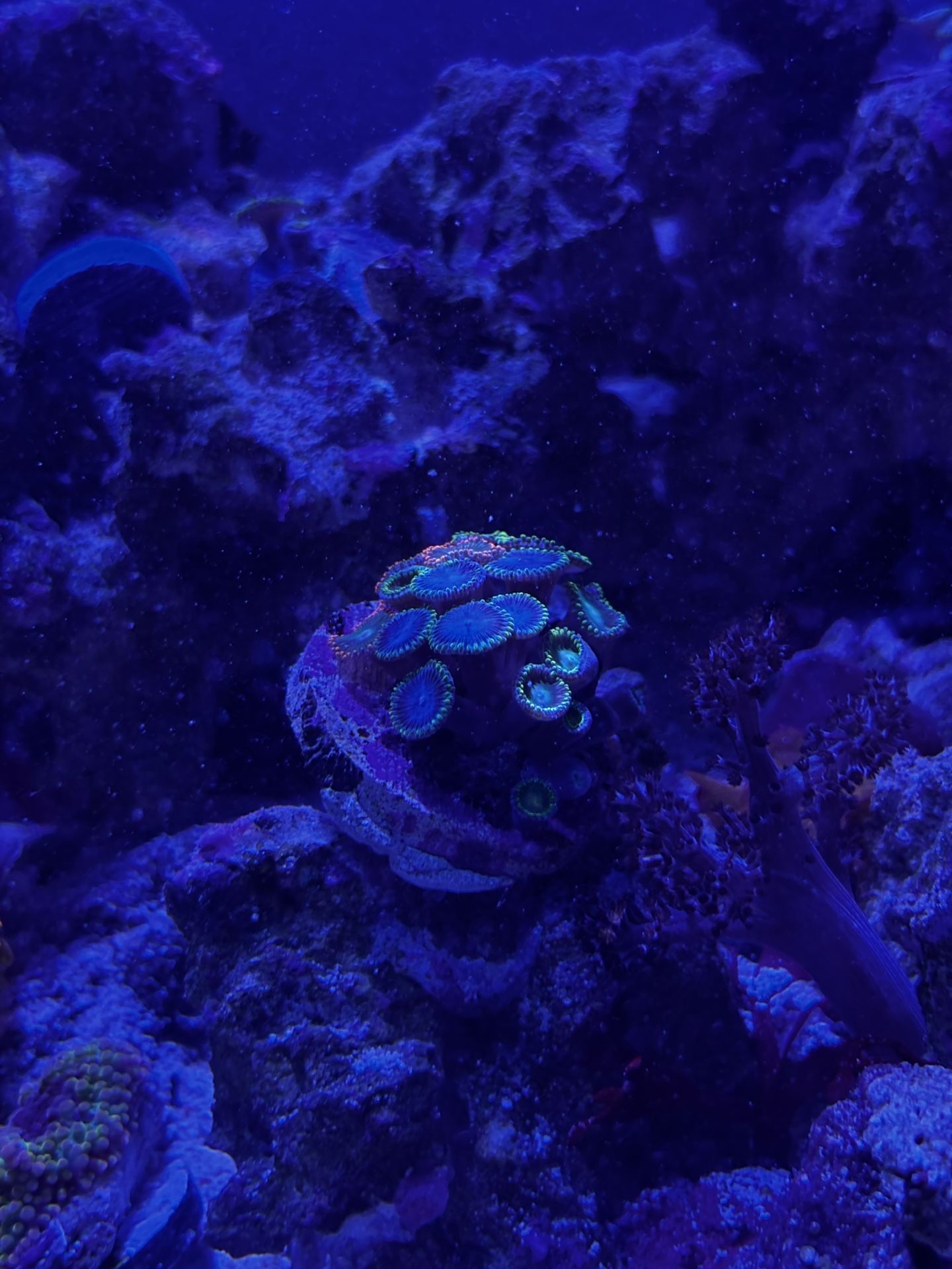 Zoa Colony