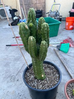 San Pedro cactus penis cactus