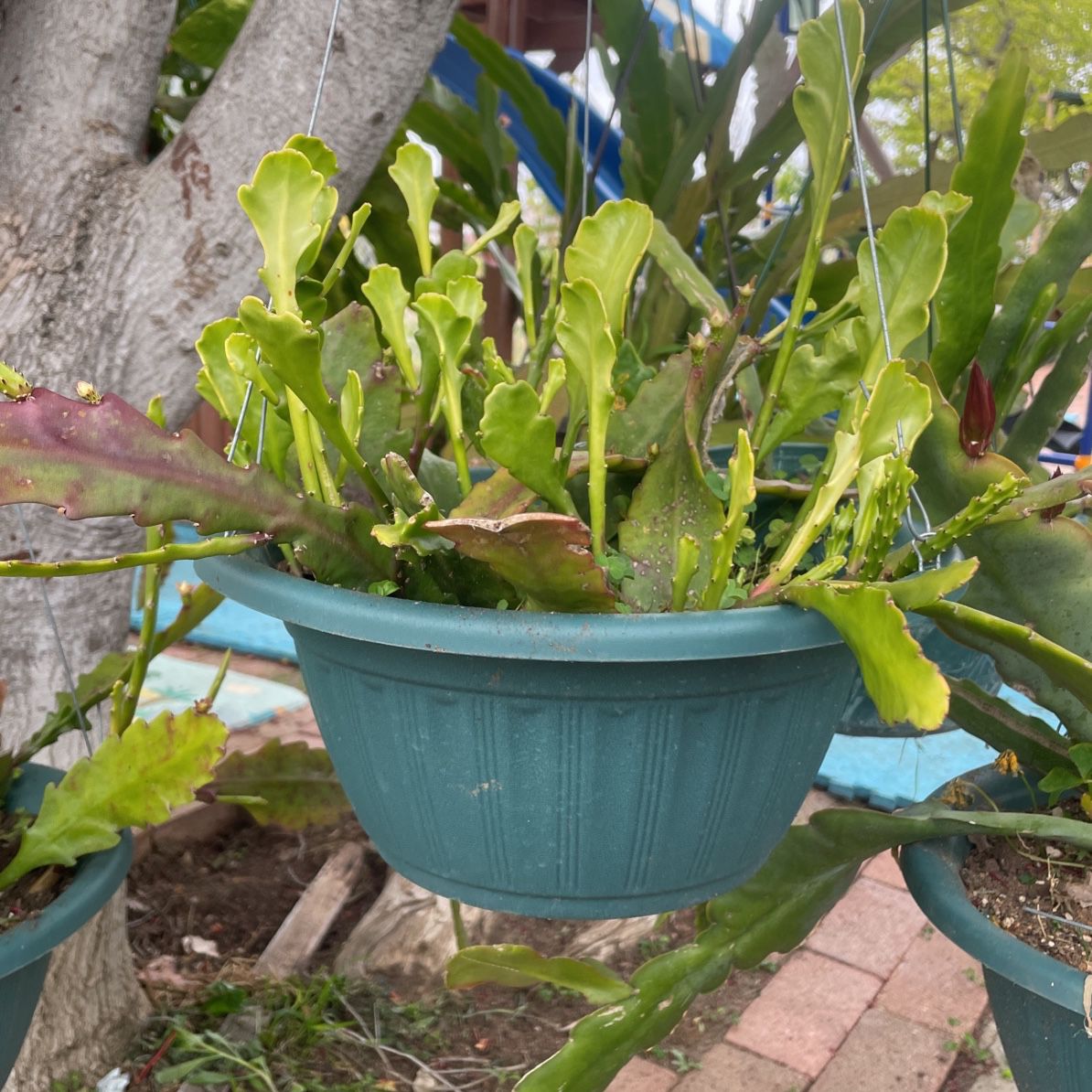 German Empress Epiphyllum Plant Pot