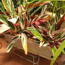 Plant...long Plantter