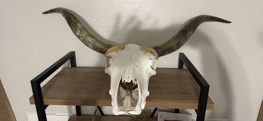 45” Cow Skull With Mounting Hanger