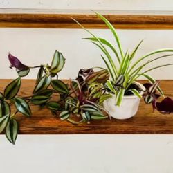 Spiders Plants & Tradescantia with Pot