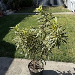 ~4 Ft Dracaena “Song of India” In 12” Pot