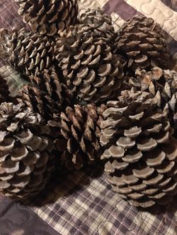 Pinecones for woodlands party theme