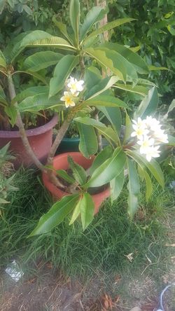 Ploumera blanca